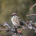 Thumbnail of post image 004