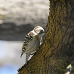 Thumbnail of post image 138